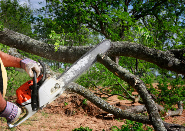 Best Local Tree Services  in Avondale, PA